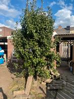 Peren boom, Tuin en Terras, Planten | Fruitbomen, Ophalen of Verzenden, Lente