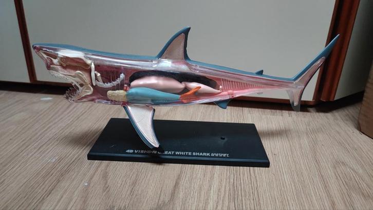 Haai Anatomie Model - 4D Vision, Hobby en Vrije tijd, Modelbouw | Figuren en Diorama's, Zo goed als nieuw, Figuur of Figuren, Ophalen of Verzenden