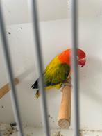 1 fischerie pop groene Euwing opaline, Vrouwelijk, Dwergpapegaai of Agapornis, Geringd