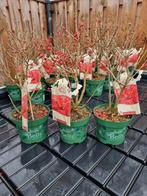 Ilex, Tuin en Terras, Planten | Tuinplanten, Ophalen, Overige soorten