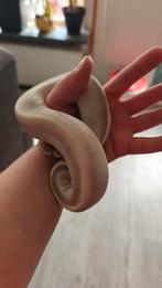 Ball python  trade, Dieren en Toebehoren, Slang