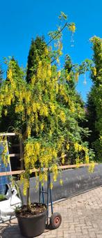 Gouden regen op stam | Laburnum | Grote exemplaren OP = OP, Tuin en Terras, Planten | Bomen, Overige soorten, Lente, 250 tot 400 cm