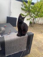 Bombay kat Goude mandje gezocht, Dieren en Toebehoren, Katten en Kittens | Overige Katten, Kater