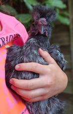 Mooie zijdehoen  kriel haan., Dieren en Toebehoren, Pluimvee, Mannelijk, Kip