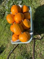 Pompoenen halloween pompoen, Ophalen, Eenjarig, Overige soorten, Volle zon