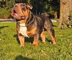 Old English Bulldog dekreu merle!, Reu, CDV (hondenziekte), Bulldog, Eén hond