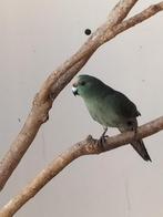 Kakariki's, Meerdere dieren, Parkiet, Geringd