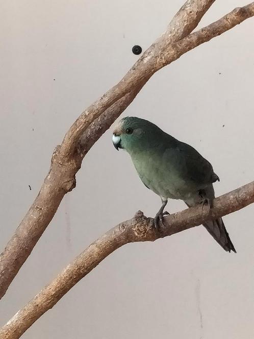 Kakariki's, Dieren en Toebehoren, Vogels | Parkieten en Papegaaien, Parkiet, Meerdere dieren, Geringd