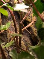 Gratis Indische wandelende takken, Dieren en Toebehoren, Reptielen en Amfibieën, Amfibie, 0 tot 2 jaar