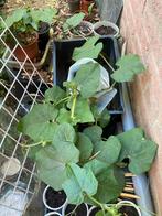 Chayote plant, Tuin en Terras, Planten | Tuinplanten, Groenteplanten, Eenjarig, Ophalen of Verzenden, Halfschaduw