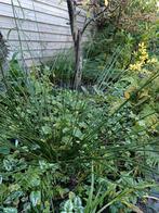 Siergras, Tuin en Terras, Planten | Tuinplanten, Ophalen, Siergrassen