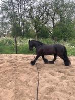 Prachtige, superbrave, allround C pony/kinderpony, Dieren en Toebehoren, Paarden, Minder dan 160 cm, B, 11 jaar of ouder, Recreatiepaard