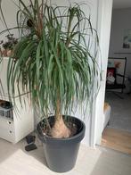 Oliefantspoot kamerplant, Ophalen, Overige soorten, In pot, Minder dan 100 cm