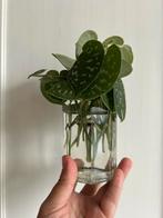 Stekjes van de Scindapsus pictus, groene kamerplant, Overige soorten, Minder dan 100 cm, Groene kamerplant, Halfschaduw