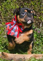 Prachtige old english bulldog pups, Dieren en Toebehoren, Honden | Bulldogs, Pinschers en Molossers, Bulldog, Meerdere, Meerdere dieren