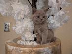 Brits korthaar kitten kittens 8 weken oud kunnen gelijk mee