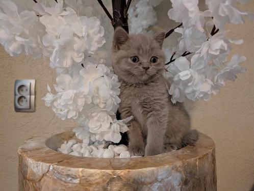Brits korthaar kitten kittens 8 weken oud kunnen gelijk mee, Dieren en Toebehoren, Katten en Kittens | Raskatten | Korthaar