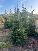 Kerstbomen partij, Tuin en Terras, Planten | Bomen, Overige soorten, 100 tot 250 cm, Zomer, Ophalen