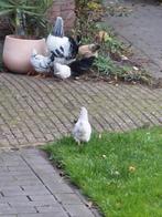Unieke kuikens Araucana/ kriel, Dieren en Toebehoren, Geslacht onbekend, Kip