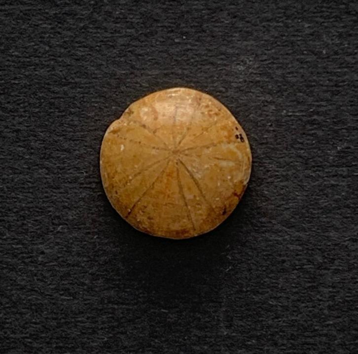 Prachtige gepolijste fossiele zee egel (B1/B), Verzamelen, Mineralen en Fossielen, Fossiel, Verzenden