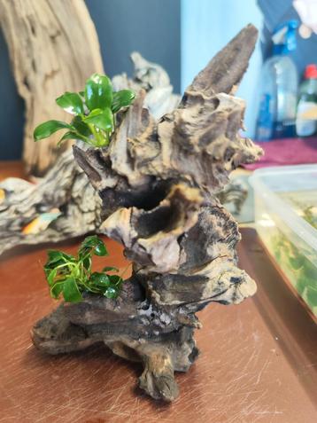 Aquarium hout, mopani met Anubias nana petite. Kienhout.  beschikbaar voor biedingen