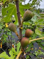 Ficus Little LMF01 Miss Figgy / eetbare vijgen / vijgenboom, Tuin en Terras, Planten | Bomen, In pot, Volle zon, Bloeit niet, Bolboom