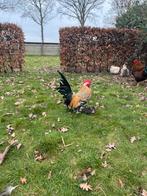 Tamme sabelpoot haan, Dieren en Toebehoren, Pluimvee, Mannelijk, Kip