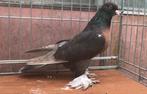 Takla King miro THE BEST QUALITY, Dieren en Toebehoren, Vogels | Duiven, Mannelijk