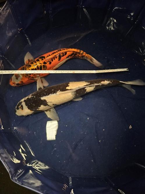 Japanse koi vijver (40kois), Dieren en Toebehoren, Vissen | Vijvervissen, Karper of Koi