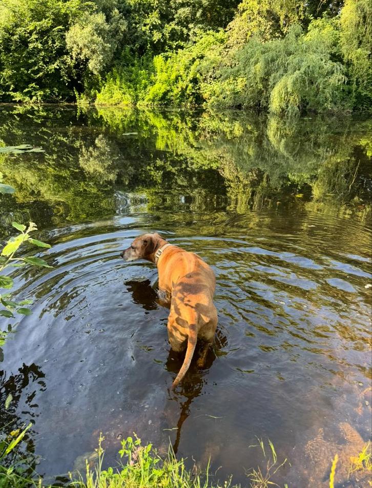 Hondenopvang en uitlaatservice, Diensten en Vakmensen, Dieren | Honden | Verzorging, Oppas en Les, Uitlaatservice