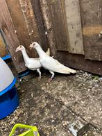 Duiven, Dieren en Toebehoren, Meerdere dieren, Postduif