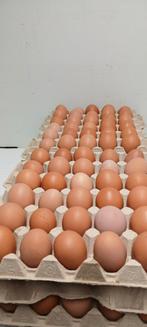 Heerlijke dagverse bruine scharreleieren., Ophalen