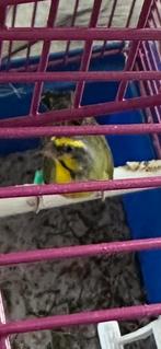 Mozambiquesijs koppel, Meerdere dieren, Wildzangvogel, Geringd