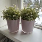 Roze bloempotten, met bloem, Rond, Ophalen of Verzenden, Zo goed als nieuw, Aardewerk