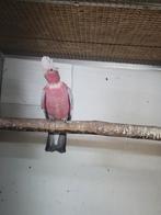 Rosé kakatoe, Dieren en Toebehoren, Vogels | Parkieten en Papegaaien, Papegaai, Mannelijk, Geringd
