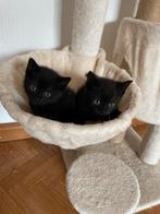 Kittens, Dieren en Toebehoren, Poes