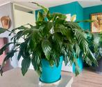 Grote kamerplant met pot, Lepelplant,  Spathiphyllum, Volledige schaduw, Overige soorten, Ophalen of Verzenden, In pot