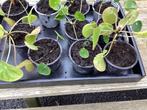 Stekjes Pannenkoekplant Kamerplant Plant Plantje Stekje, Overige soorten, Minder dan 100 cm, Halfschaduw, In pot