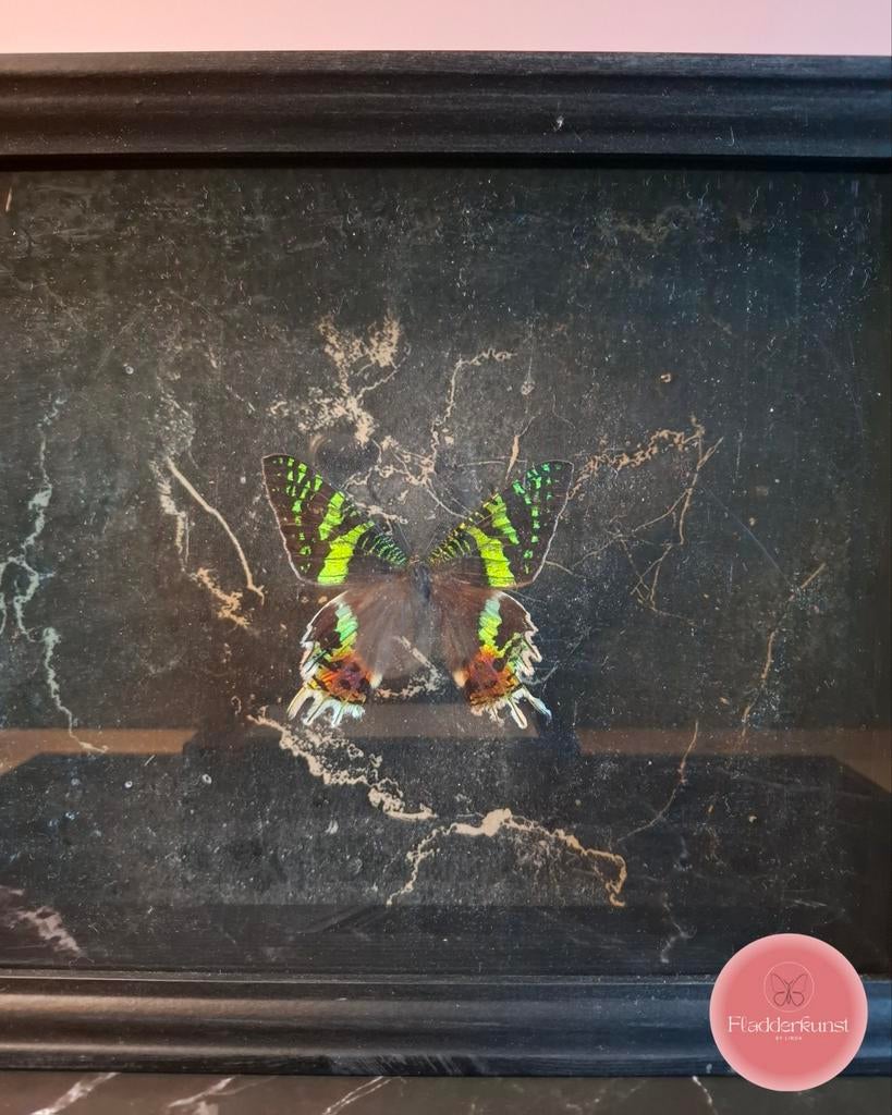 Urania ripheus - vlinder in sierlijke zwarte lijst, Ophalen of Verzenden, Nieuw, Insect, Opgezet dier