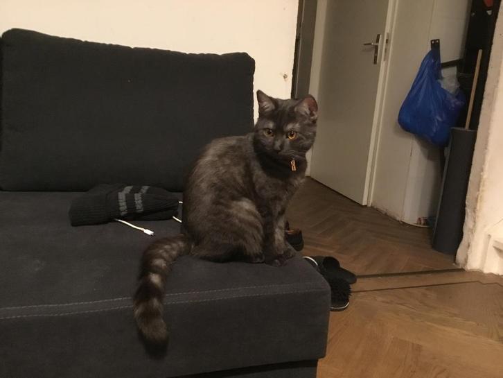 Britse korthaar kat, Dieren en Toebehoren, Katten en Kittens | Raskatten | Korthaar, Poes, 0 tot 2 jaar, Ontwormd