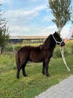 Vexx - NSPS hengstveulen, Dieren en Toebehoren, Pony's, Niet van toepassing, 0 tot 2 jaar, Hengst, A pony (tot 1.17m)