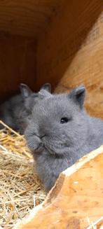 Kleurdwergkonijntjes te koop, Dieren en Toebehoren, Konijnen, Meerdere dieren, Dwerg