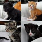 4 lieve kittens te koop, Meerdere dieren, Kortharig, 0 tot 2 jaar