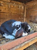 Franse hangoor, Dieren en Toebehoren, Meerdere dieren, Groot, Hangoor