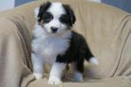 Zuivere Australian Shepherd pups, CDV (hondenziekte), Meerdere, 8 tot 15 weken, Meerdere dieren