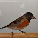 Spinus cucullata x Acanthis flammea, Dieren en Toebehoren, Vogels | Overige Vogels, Mannelijk