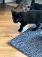Europees Korthaar kittens, Dieren en Toebehoren, Katten en Kittens | Raskatten | Korthaar, Meerdere dieren