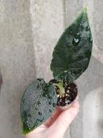 Alocasia Antoro Velvet Babyplantje, Ophalen of Verzenden, Halfschaduw, Minder dan 100 cm
