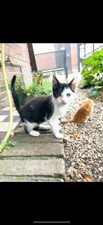 Kitten te koop, Dieren en Toebehoren, Katten en Kittens | Overige Katten, Kater