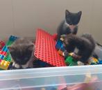 Zwart witte kittens mama is een langhaar, Dieren en Toebehoren, Katten en Kittens | Overige Katten, Meerdere dieren, 0 tot 2 jaar